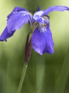 Preview wallpaper iris, flower, petals, purple, plant