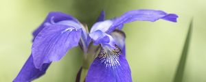 Preview wallpaper iris, flower, petals, purple, plant