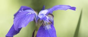Preview wallpaper iris, flower, petals, purple, plant