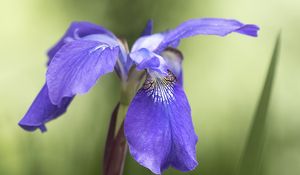 Preview wallpaper iris, flower, petals, purple, plant