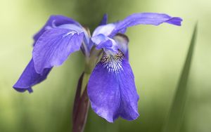 Preview wallpaper iris, flower, petals, purple, plant