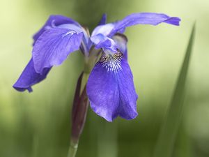 Preview wallpaper iris, flower, petals, purple, plant