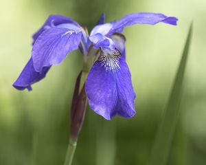 Preview wallpaper iris, flower, petals, purple, plant