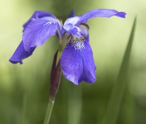 Preview wallpaper iris, flower, petals, purple, plant