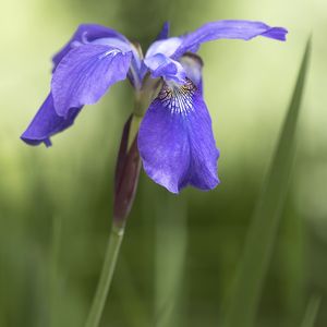 Preview wallpaper iris, flower, petals, purple, plant