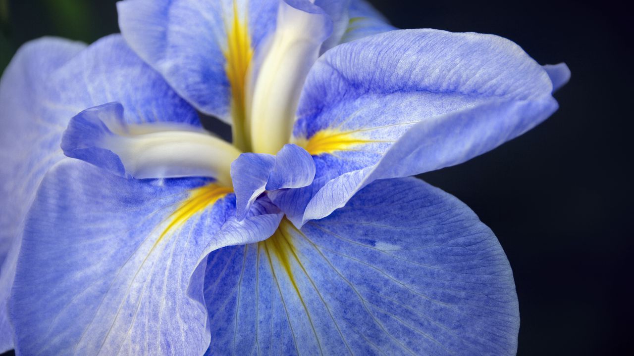 Wallpaper iris, flower, petals, macro, blue