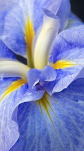 Preview wallpaper iris, flower, petals, macro, blue