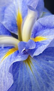 Preview wallpaper iris, flower, petals, macro, blue