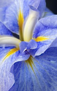 Preview wallpaper iris, flower, petals, macro, blue