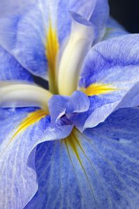 Preview wallpaper iris, flower, petals, macro, blue