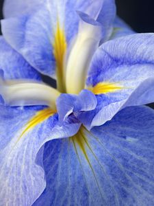 Preview wallpaper iris, flower, petals, macro, blue