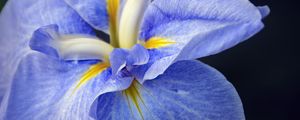 Preview wallpaper iris, flower, petals, macro, blue