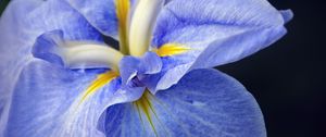 Preview wallpaper iris, flower, petals, macro, blue