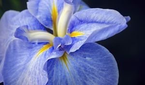 Preview wallpaper iris, flower, petals, macro, blue