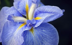 Preview wallpaper iris, flower, petals, macro, blue