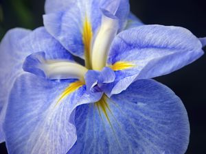 Preview wallpaper iris, flower, petals, macro, blue