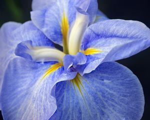 Preview wallpaper iris, flower, petals, macro, blue