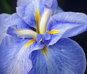 Preview wallpaper iris, flower, petals, macro, blue