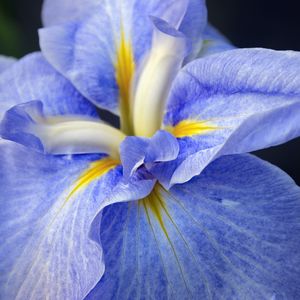 Preview wallpaper iris, flower, petals, macro, blue