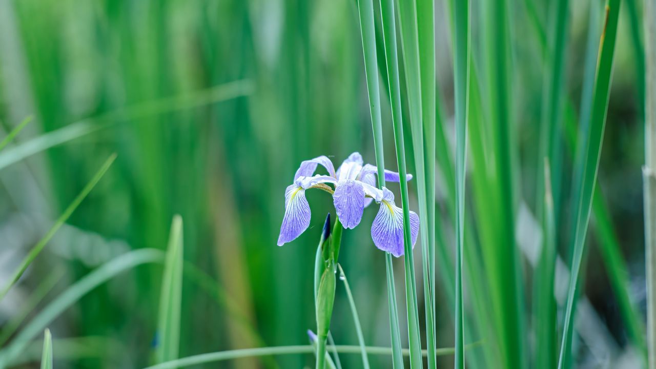 Wallpaper iris, flower, petals, purple, grass