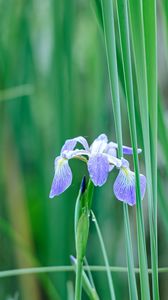 Preview wallpaper iris, flower, petals, purple, grass