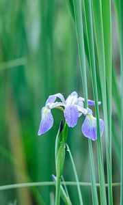 Preview wallpaper iris, flower, petals, purple, grass