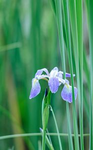 Preview wallpaper iris, flower, petals, purple, grass