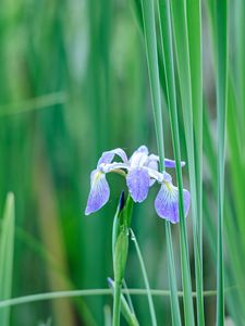 Preview wallpaper iris, flower, petals, purple, grass