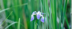 Preview wallpaper iris, flower, petals, purple, grass