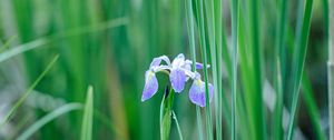 Preview wallpaper iris, flower, petals, purple, grass