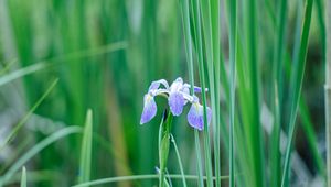 Preview wallpaper iris, flower, petals, purple, grass