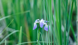 Preview wallpaper iris, flower, petals, purple, grass