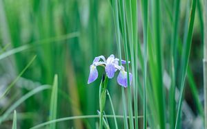 Preview wallpaper iris, flower, petals, purple, grass