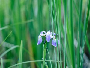 Preview wallpaper iris, flower, petals, purple, grass