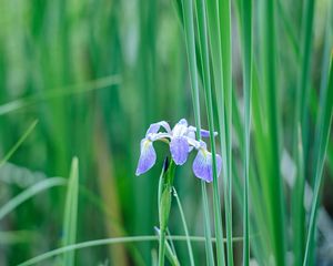 Preview wallpaper iris, flower, petals, purple, grass