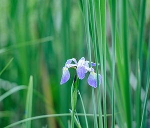 Preview wallpaper iris, flower, petals, purple, grass