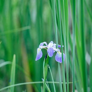 Preview wallpaper iris, flower, petals, purple, grass