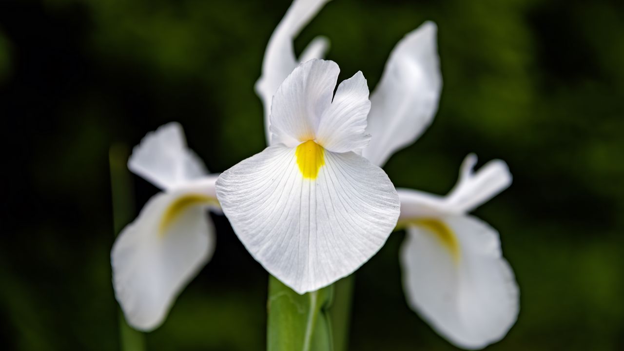 Wallpaper iris, flower, petals, macro, white