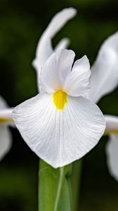 Preview wallpaper iris, flower, petals, macro, white