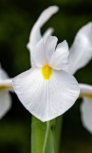 Preview wallpaper iris, flower, petals, macro, white