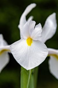 Preview wallpaper iris, flower, petals, macro, white