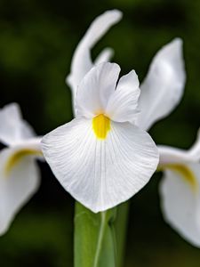 Preview wallpaper iris, flower, petals, macro, white