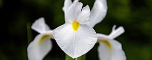 Preview wallpaper iris, flower, petals, macro, white