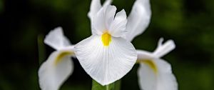 Preview wallpaper iris, flower, petals, macro, white