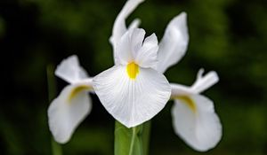 Preview wallpaper iris, flower, petals, macro, white