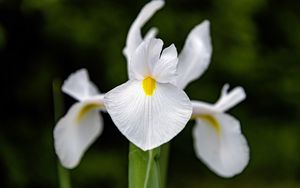 Preview wallpaper iris, flower, petals, macro, white