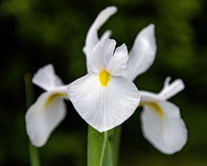 Preview wallpaper iris, flower, petals, macro, white