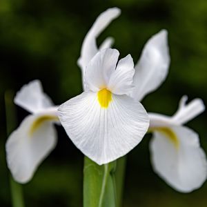 Preview wallpaper iris, flower, petals, macro, white