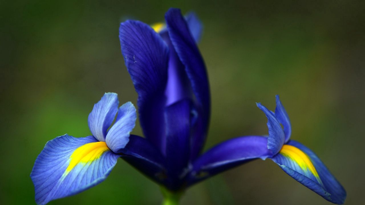 Wallpaper iris, flower, petals, stains