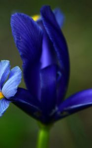 Preview wallpaper iris, flower, petals, stains